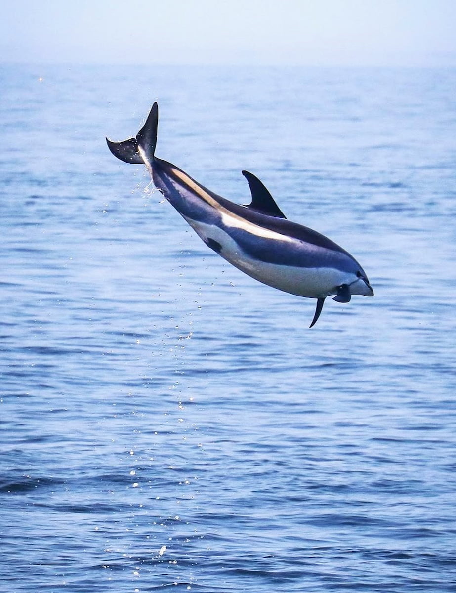 Stellwagen Bank, Boston