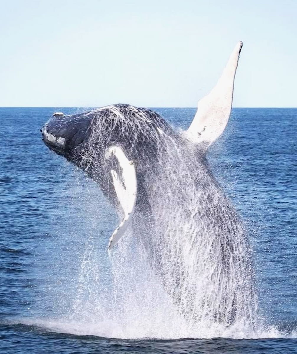 Stellwagen Bank, Boston