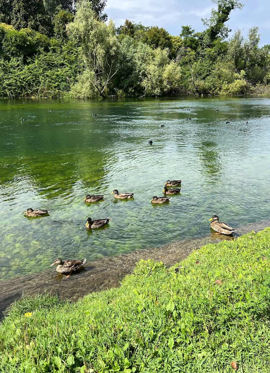 The Regional Natural Park, Treviso