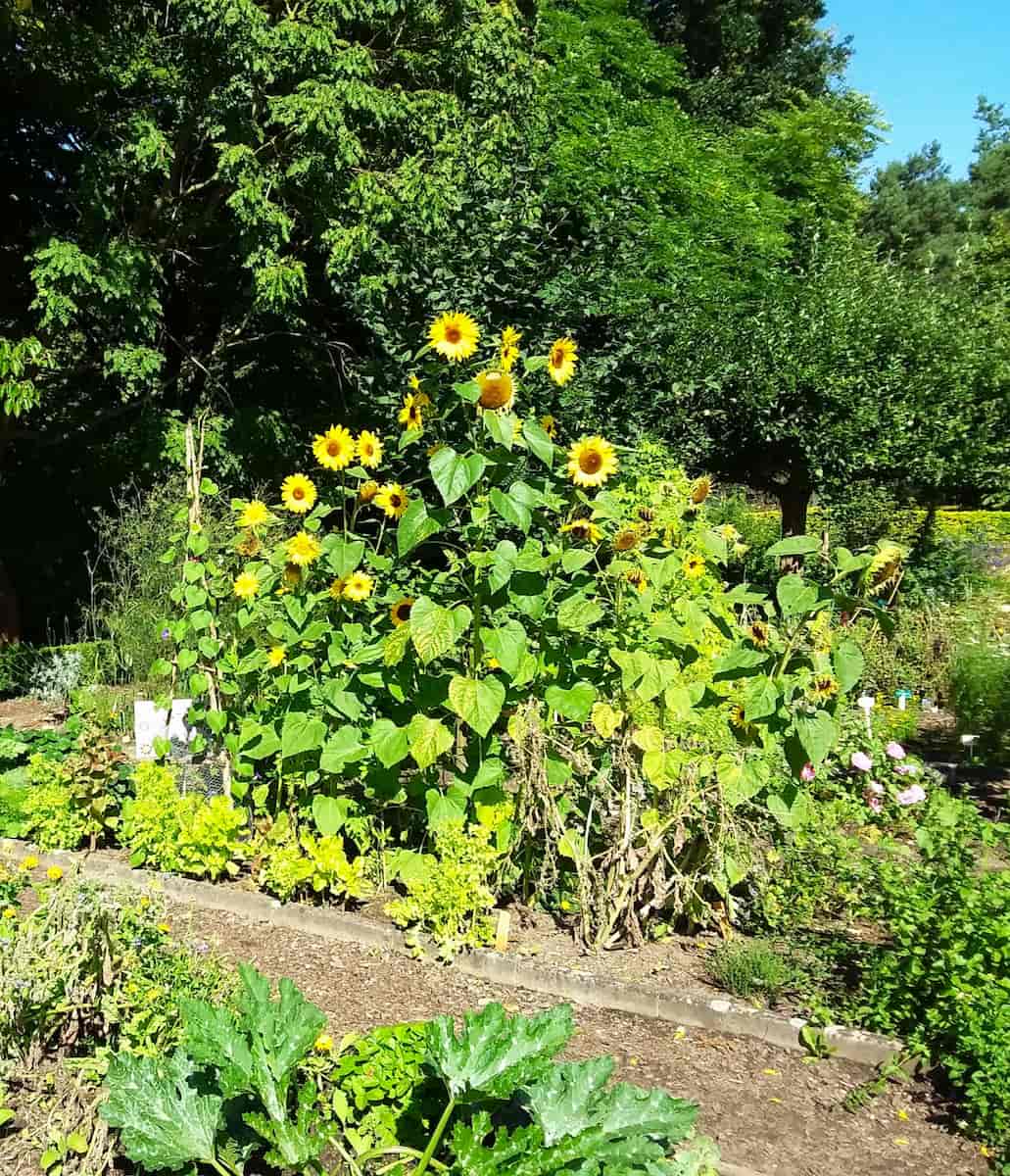 The Schulgarten, Lübeck