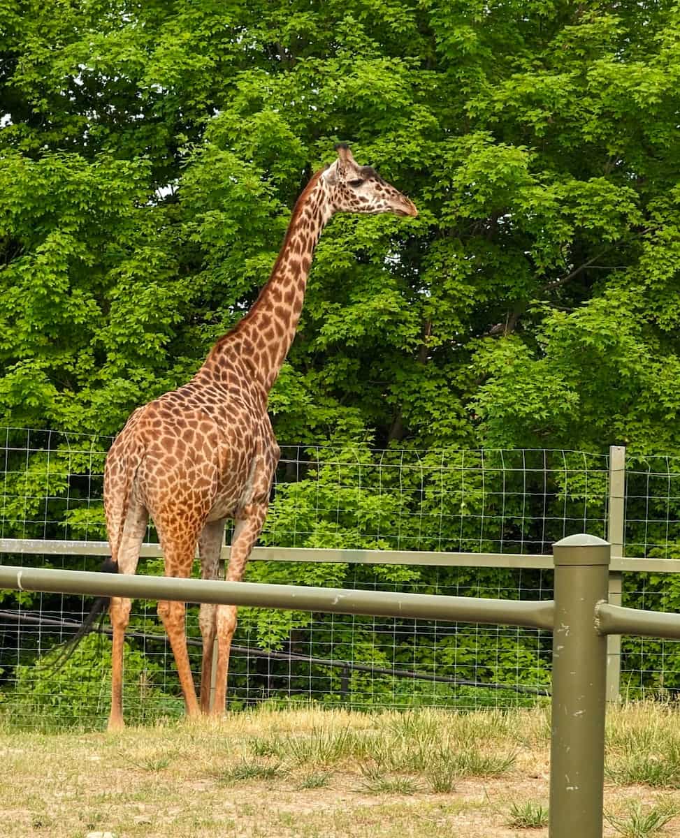 Toronto Zoo, Toronto