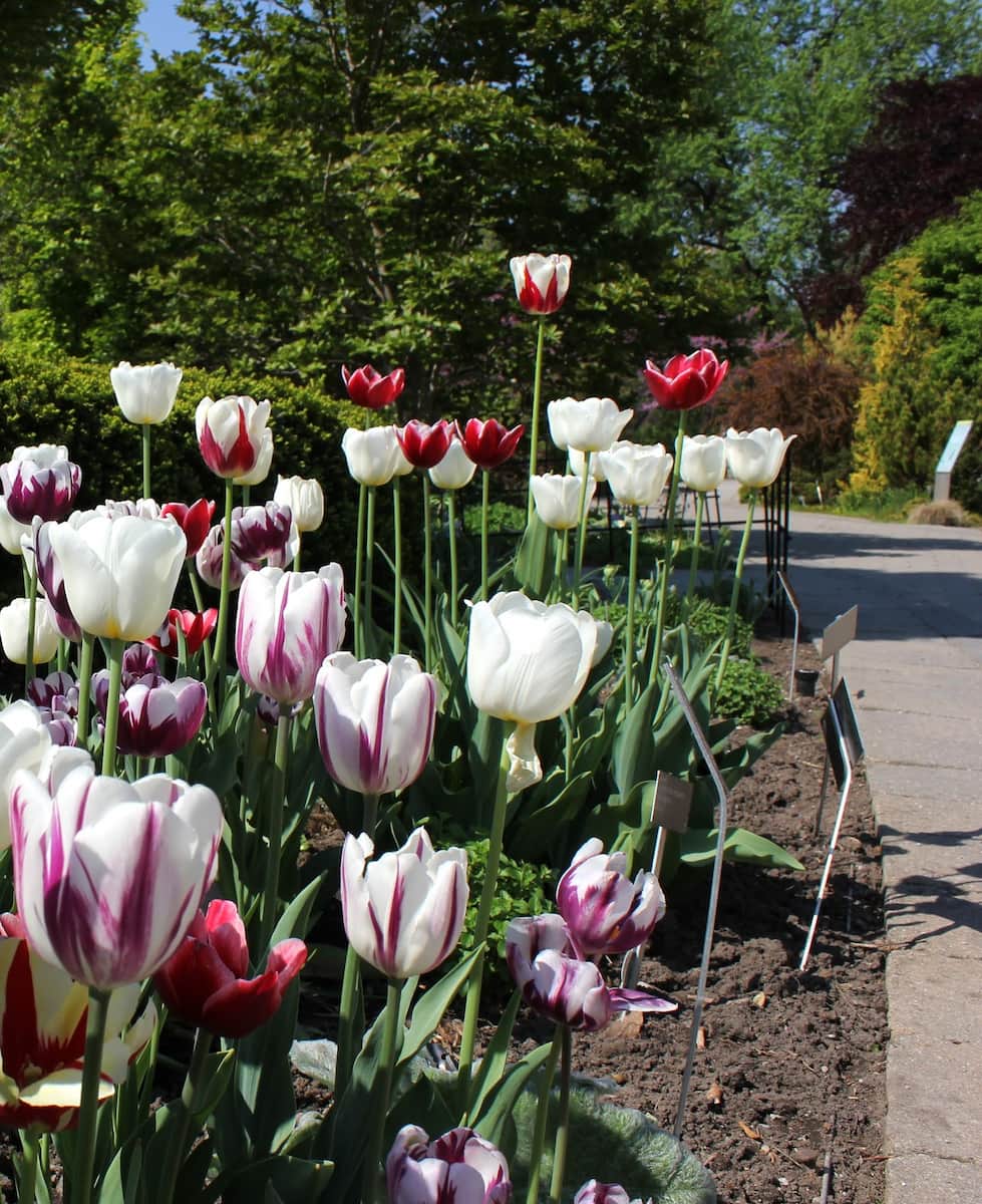 Toronto Botanical Garden