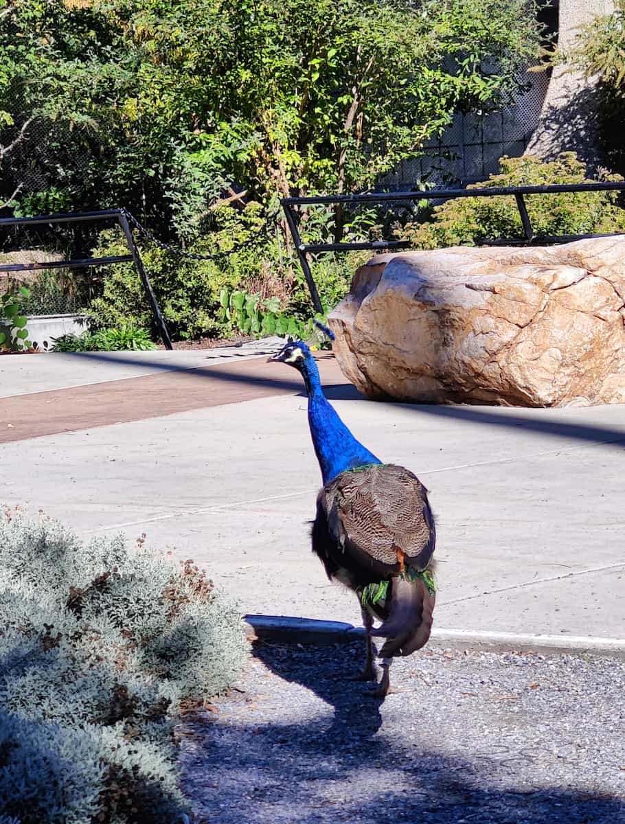 Tracy Aviary Salt Lake City