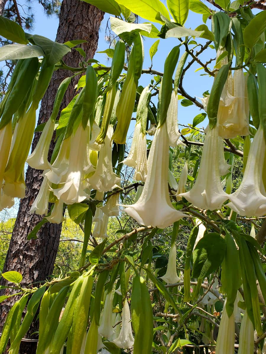 USF Botanical Gardens Tampa