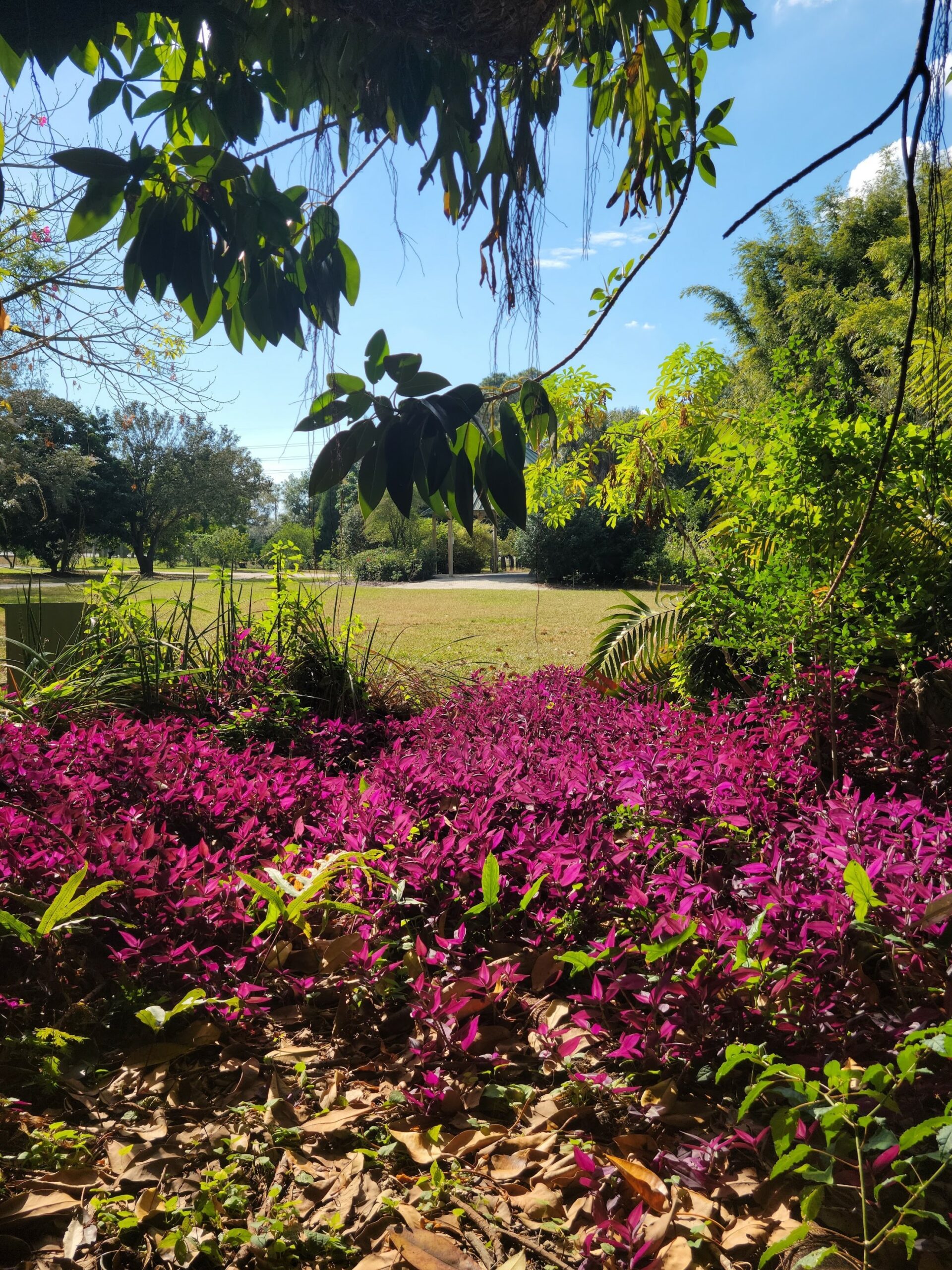 USF Botanical Gardens Tampa