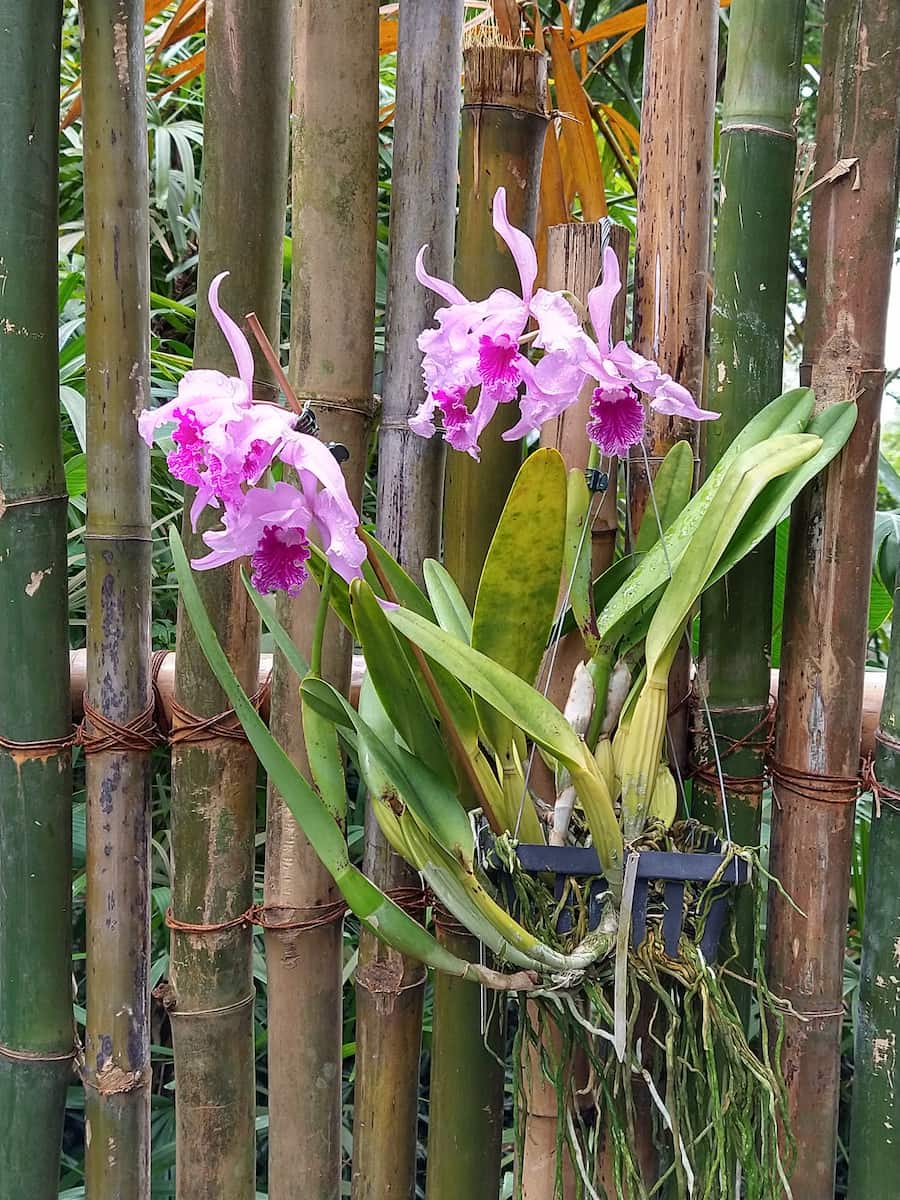 USF Botanical Gardens Tampa