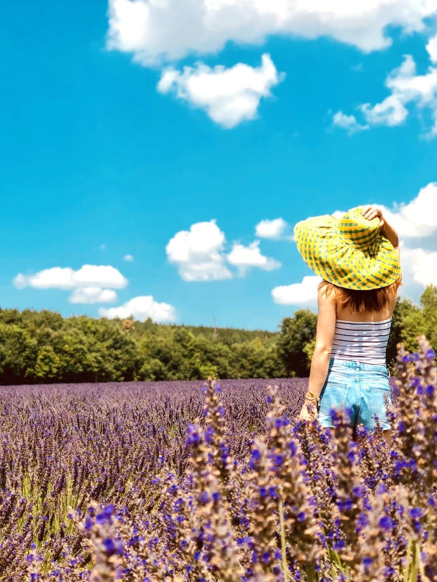 Valensole Plateau, Provence