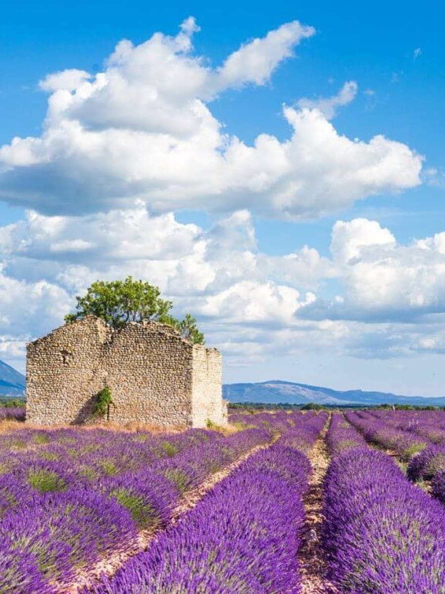 Valensole Plateau, Provence
