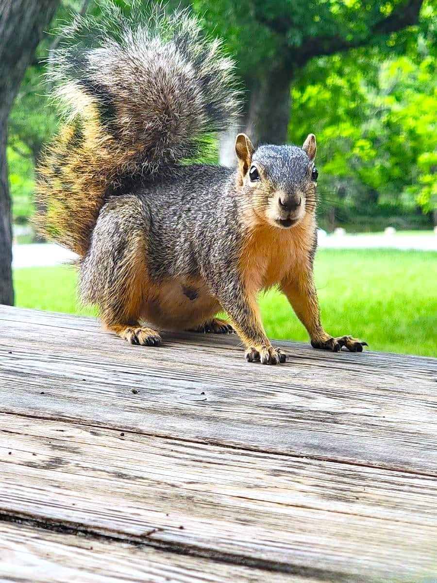 White Rock Lake Park, Dallas