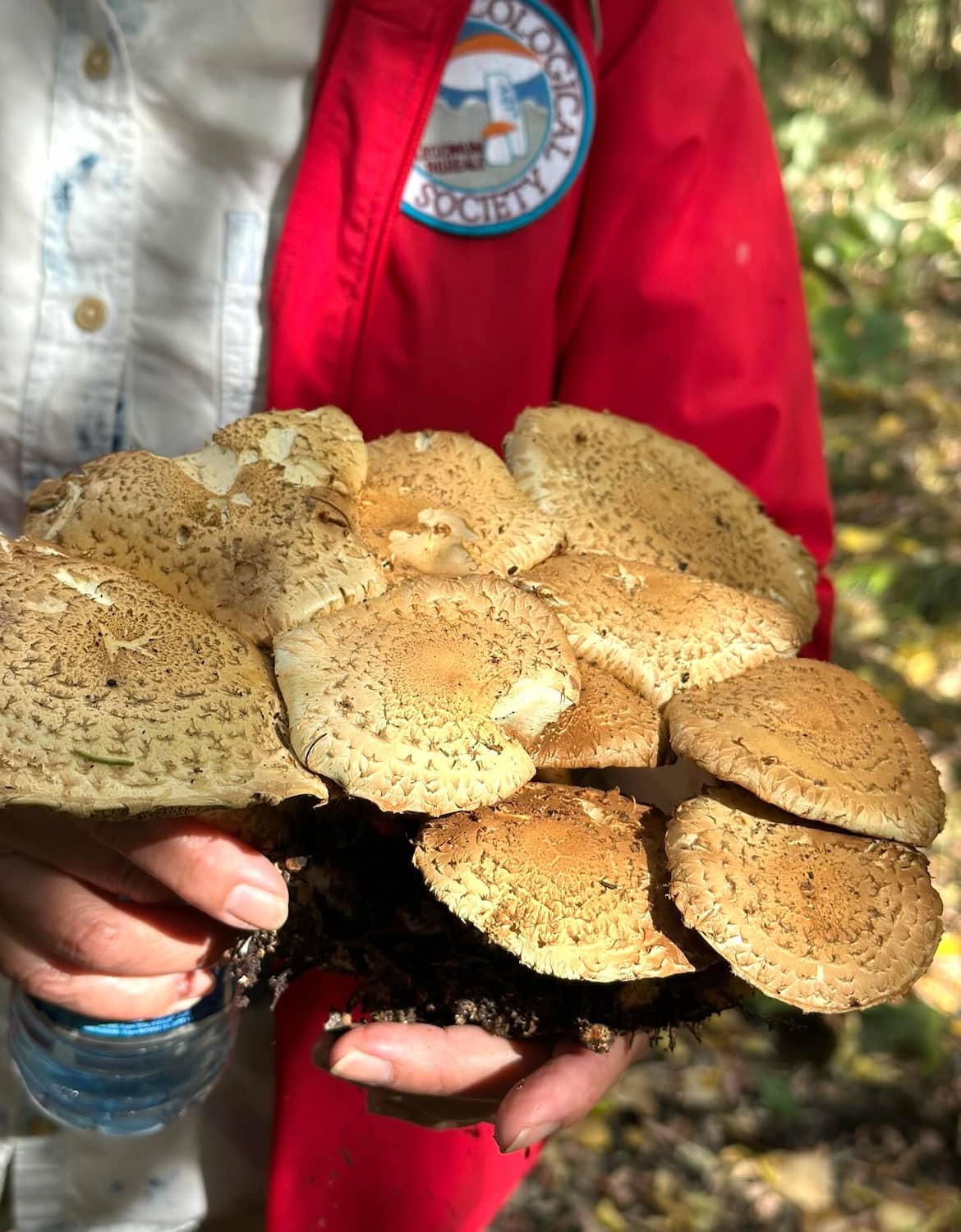 Wild Mushroom Festival Calabria