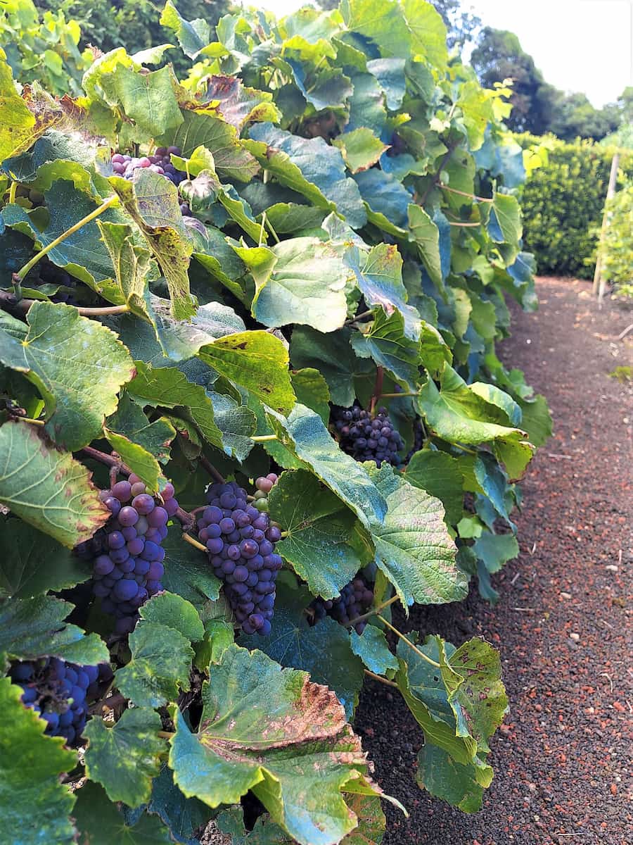 Wine Museum in Biscoitos