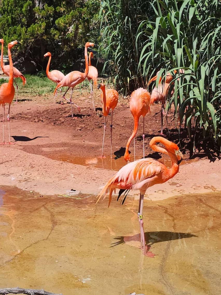 ABQ BioPark Zoo, Albuquerque