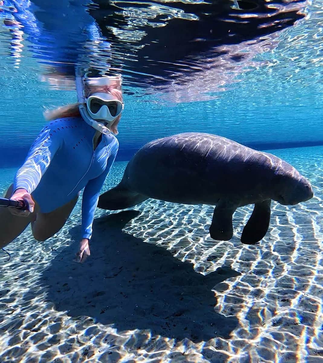 Animals Watching Puerto Rico
