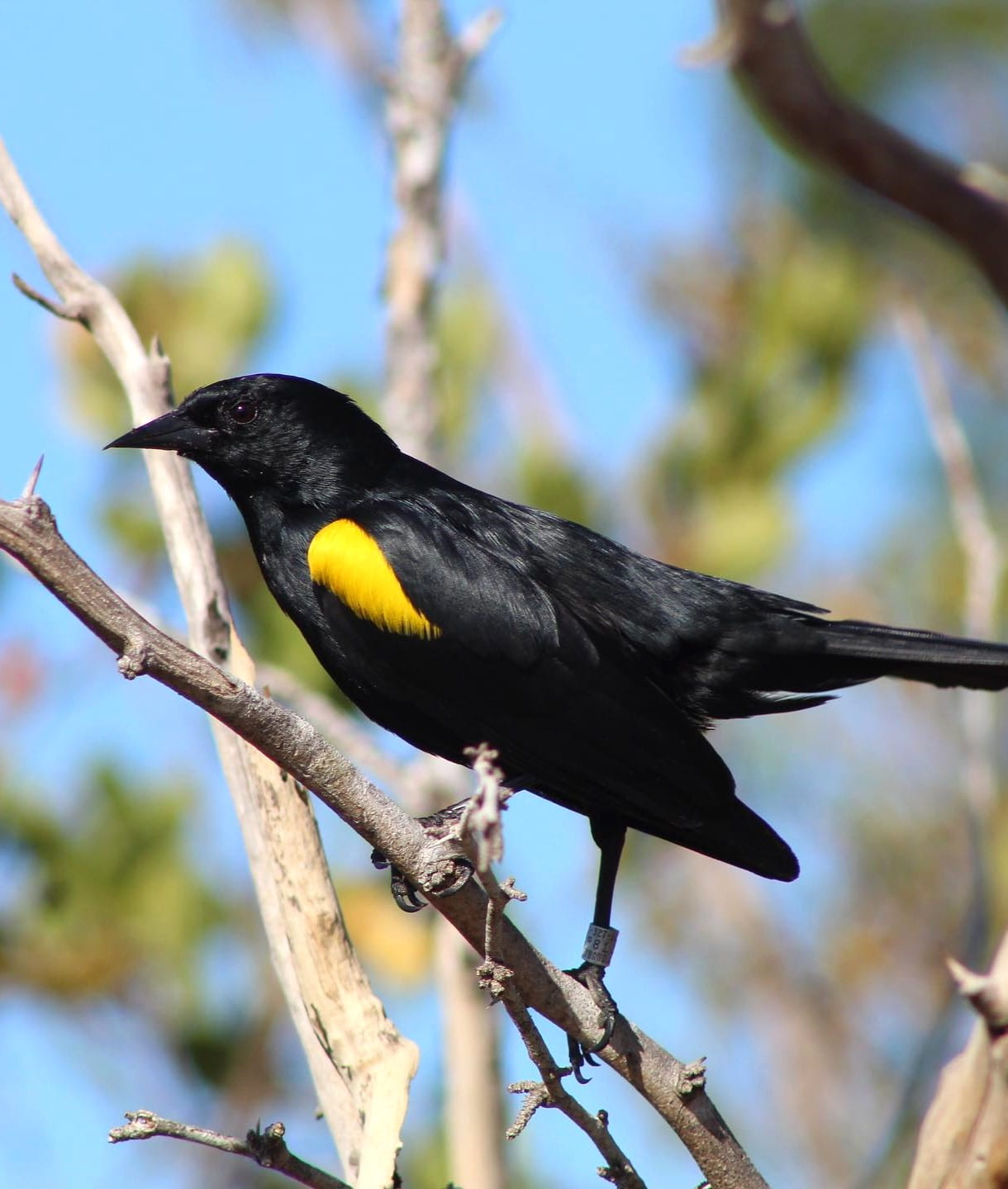 Animals Watching Puerto Rico