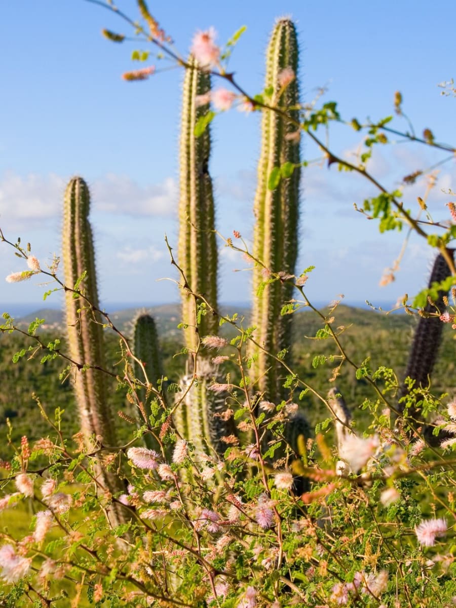 Arikok National Park, Aruba