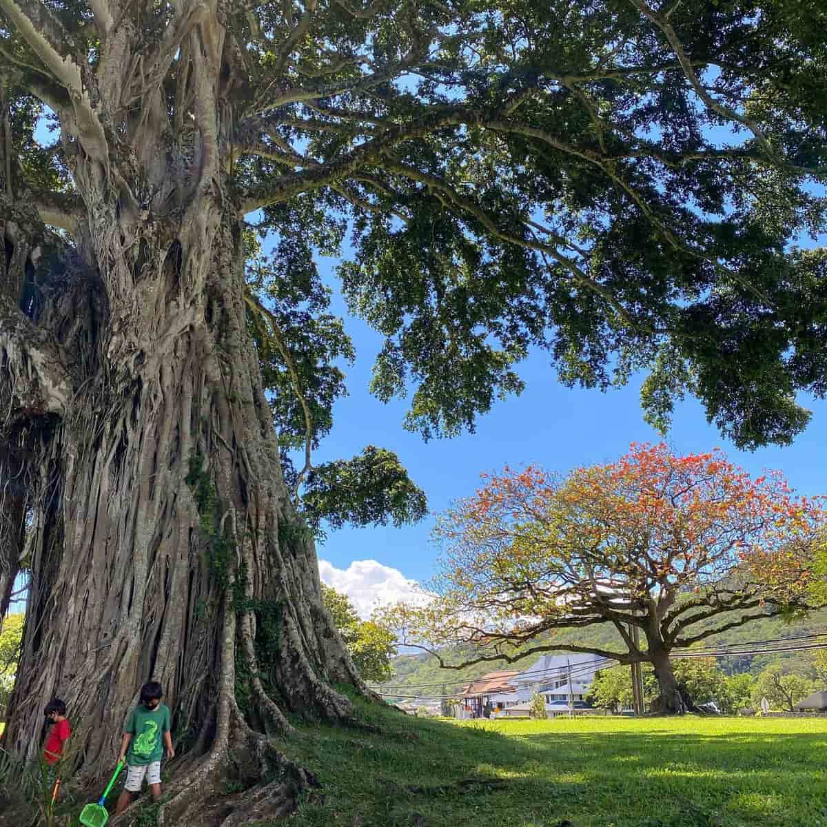 Autumn in Honolulu