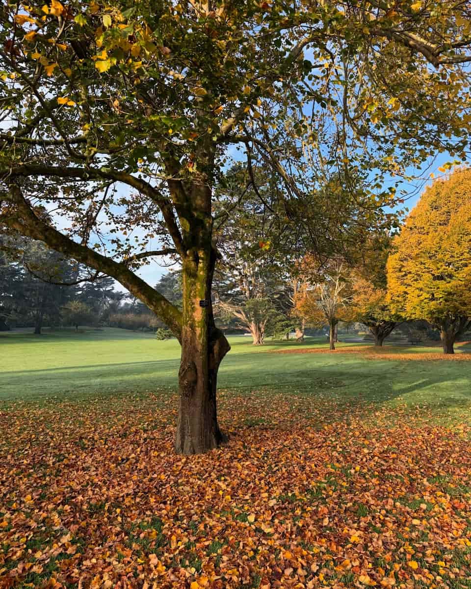 Autumn in San Francisco