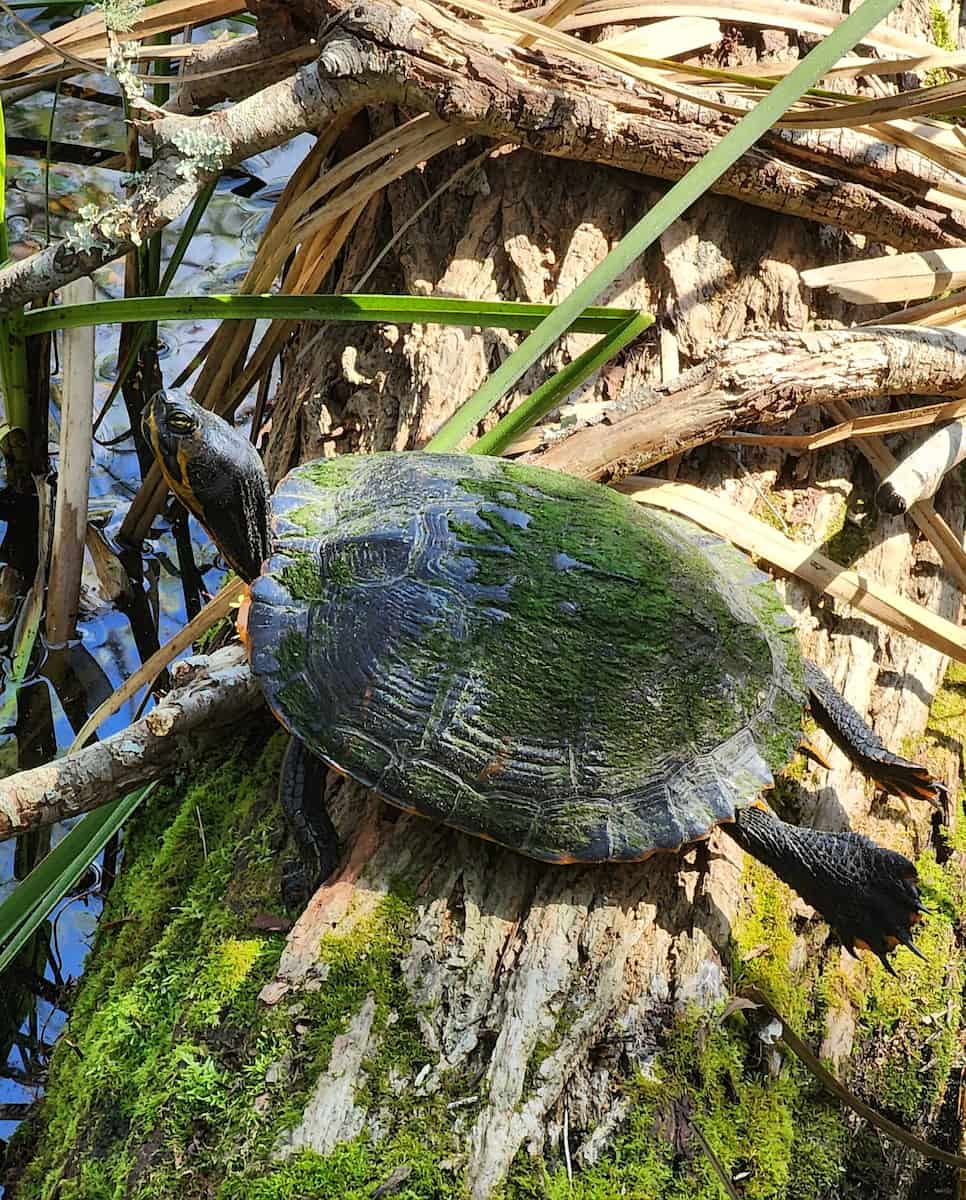 Autumn in Hilton Head