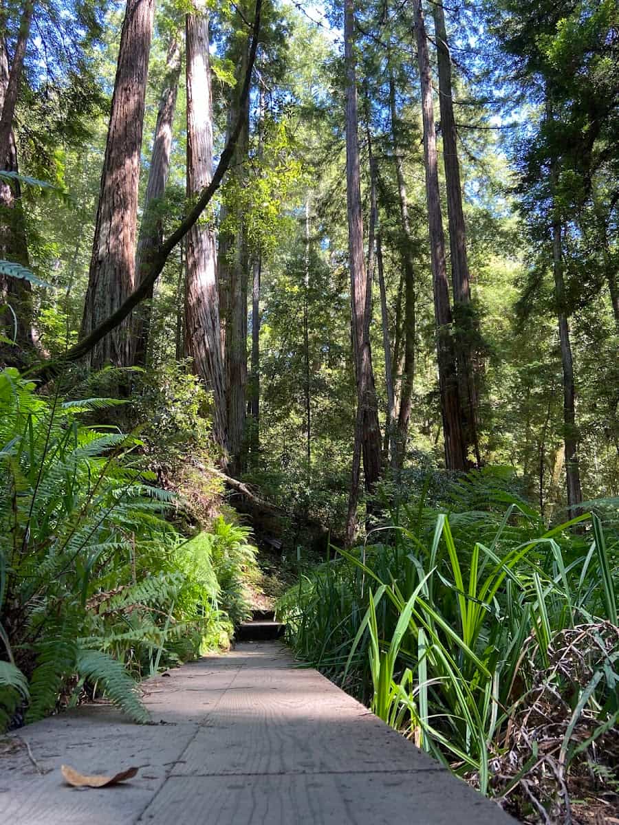 Big Basin Redwoods State Park, USA
