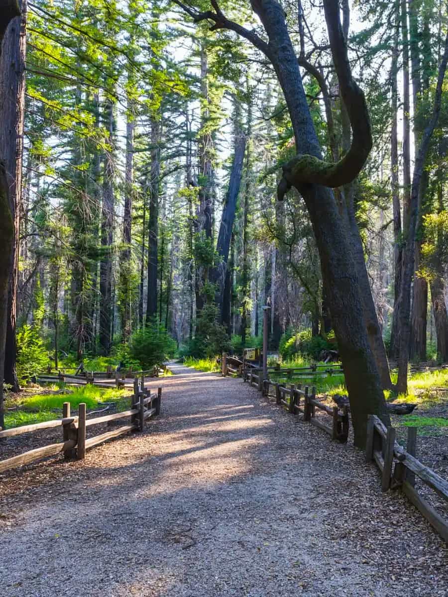 Big Basin Redwoods State Park, USA