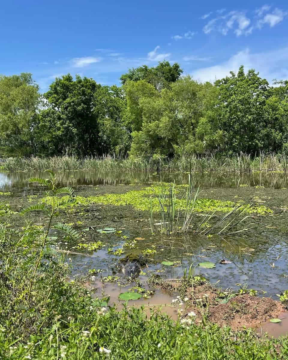 Brazos Bend State Park, TX