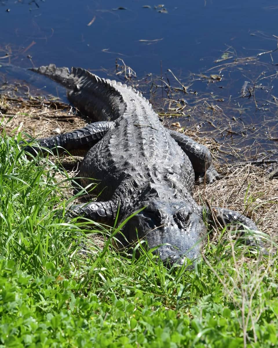 Brazos Bend State Park, TX