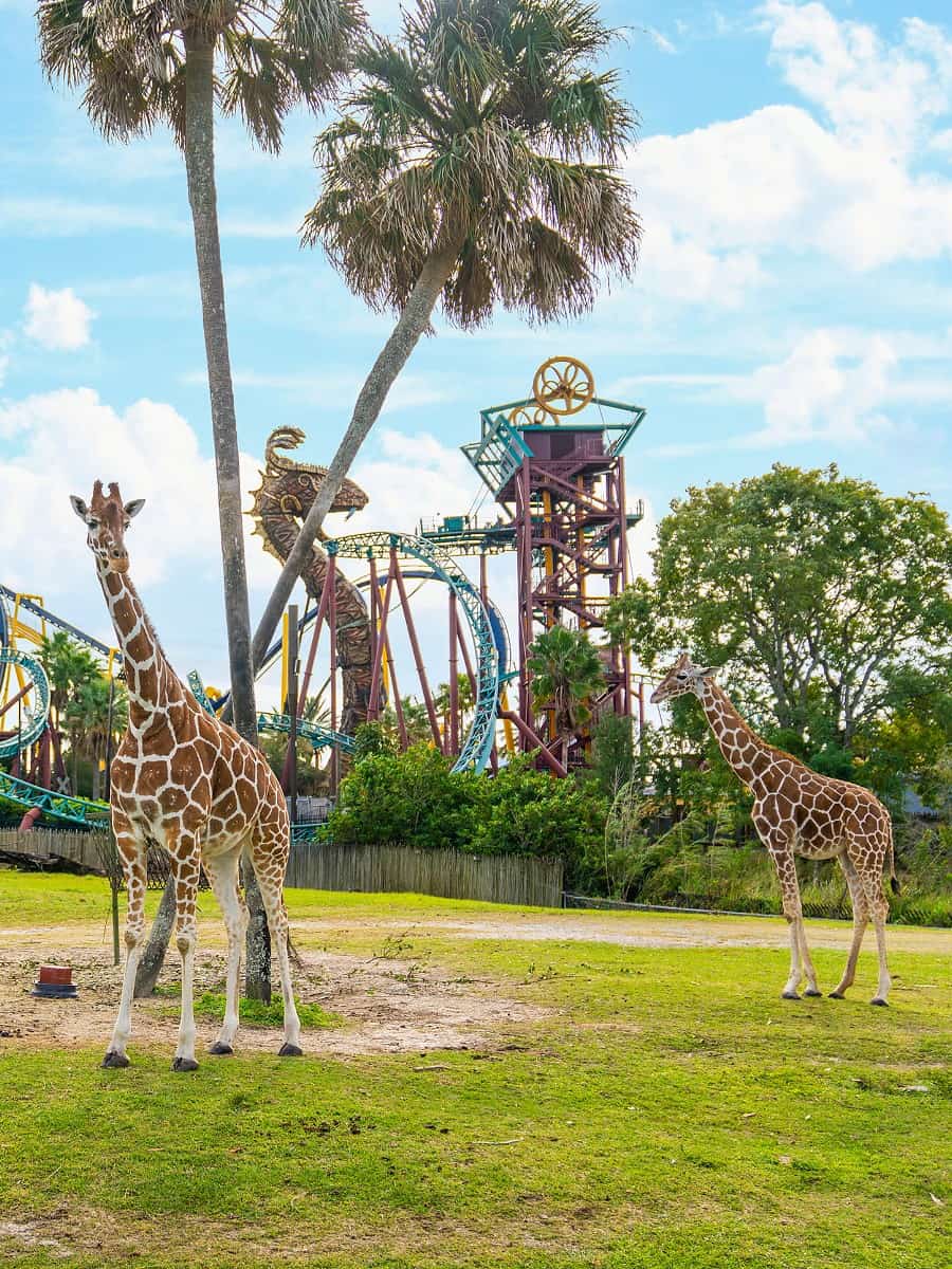 Busch Gardens Tampa Bay, Florida