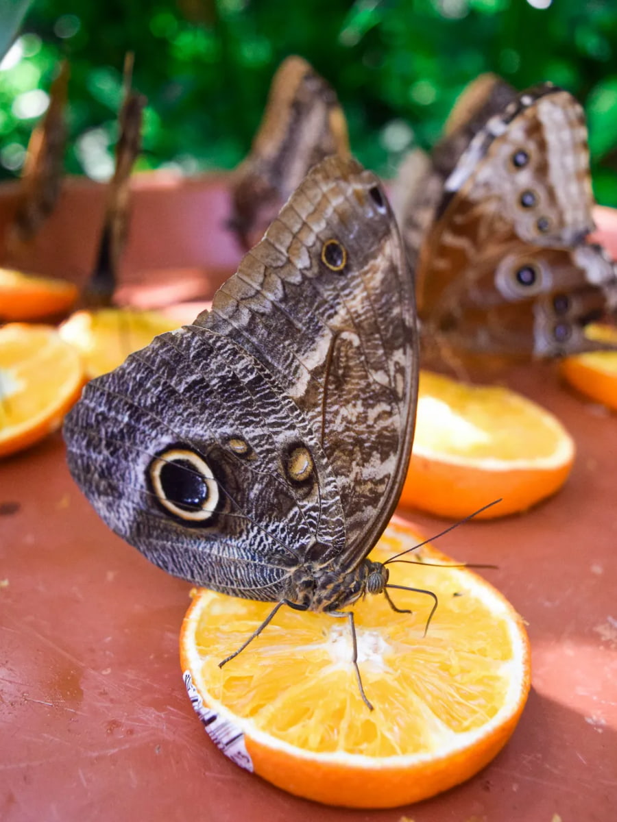 Butterfly Farm Aruba, Aruba