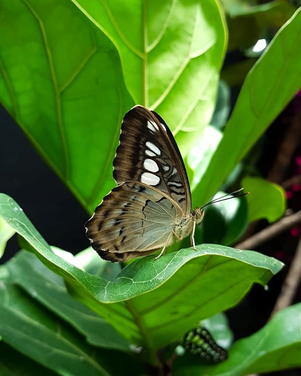 Butterfly Park, Singapore