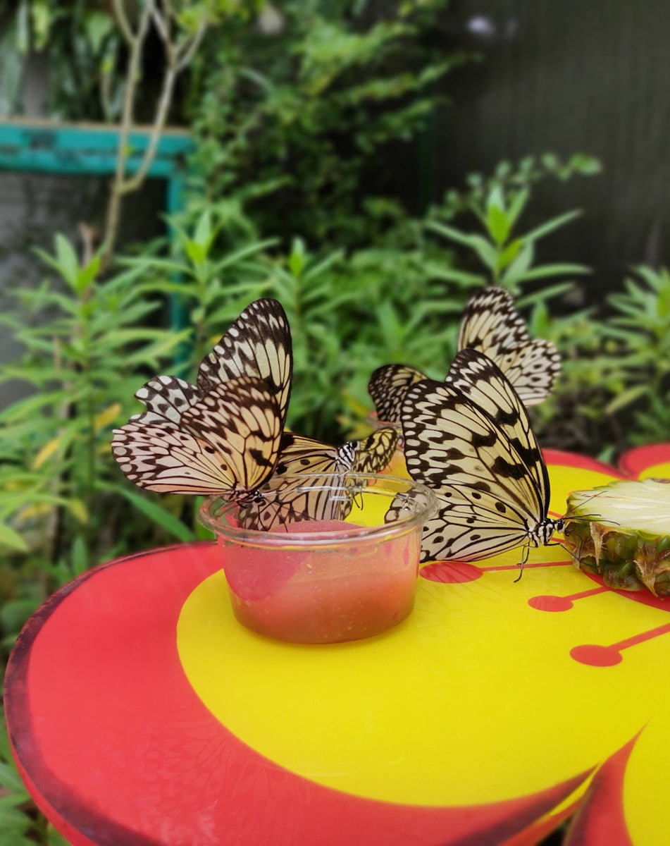 Butterfly Park, Singapore