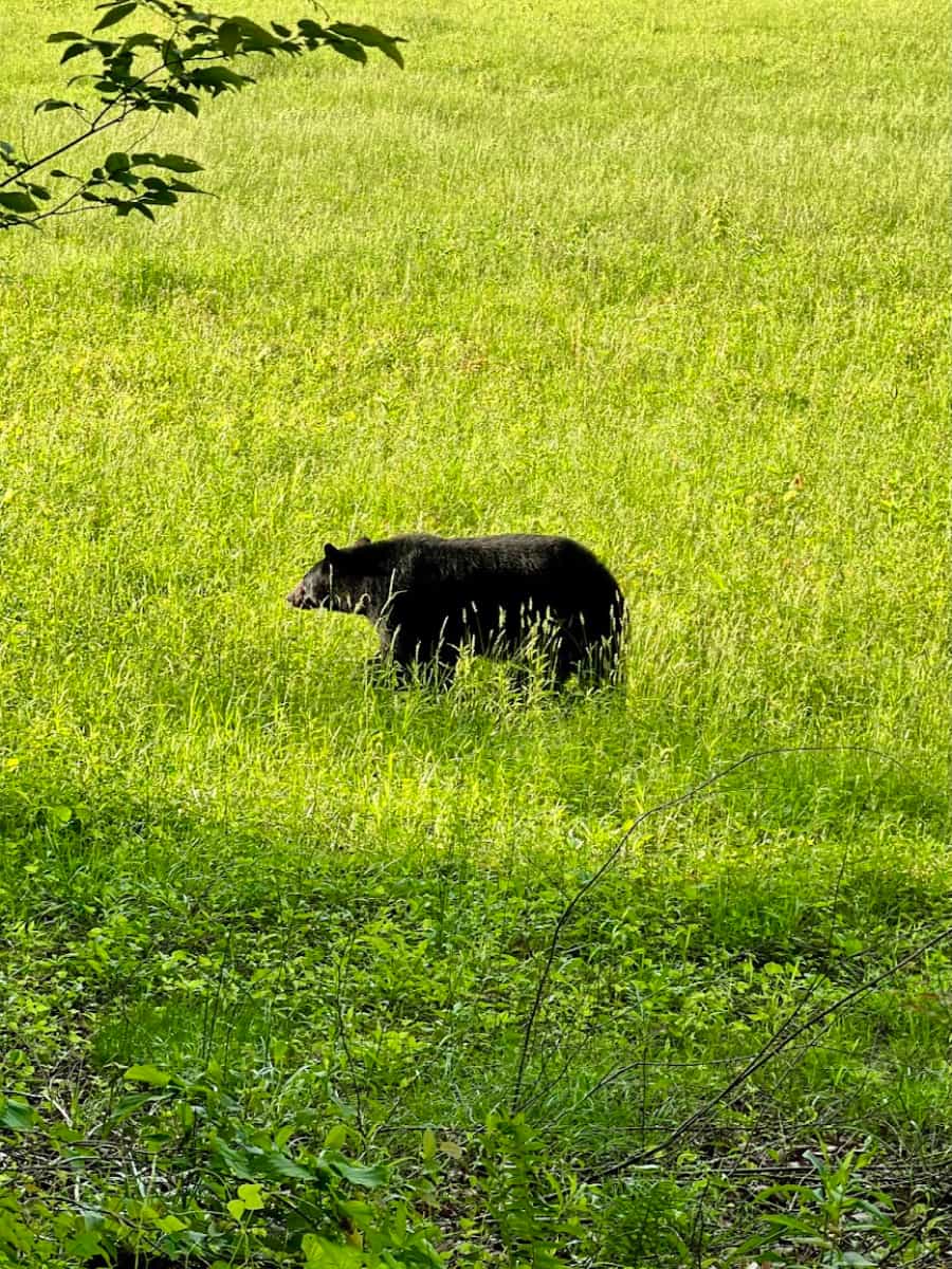 Cades Cove, Tennessee