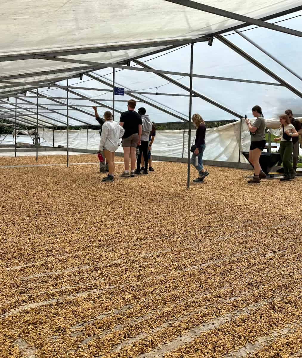 Coffee Plantation Tour Puerto Rico