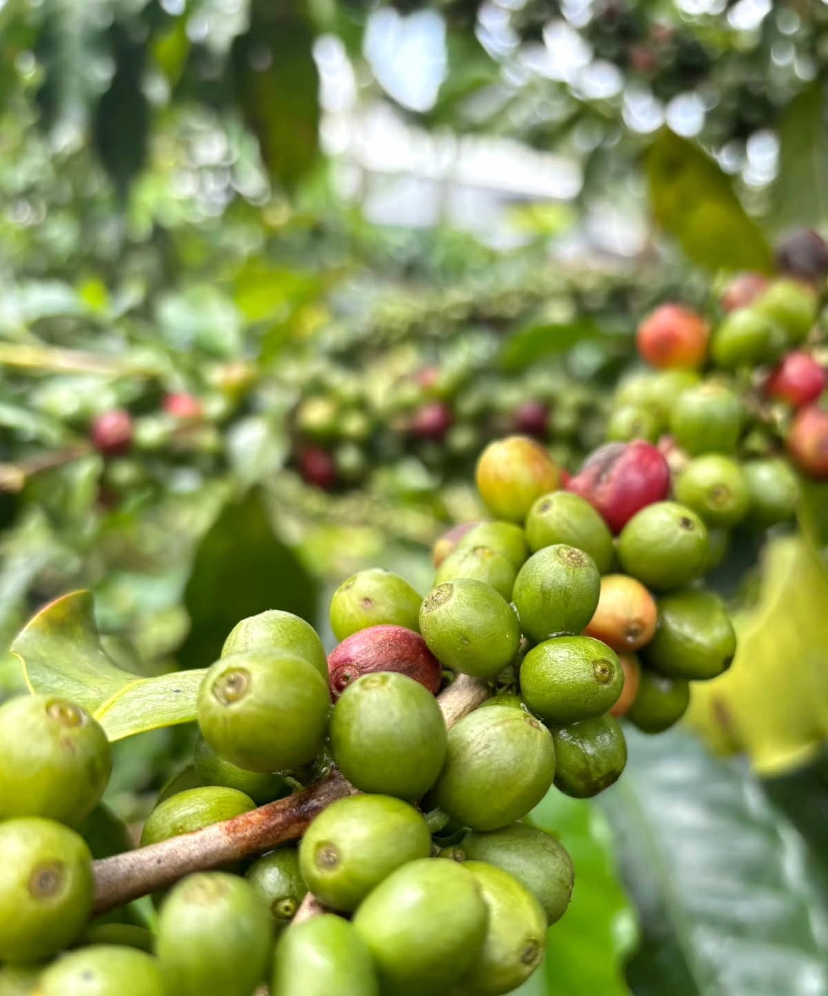 Coffee Plantation Tour Puerto Rico