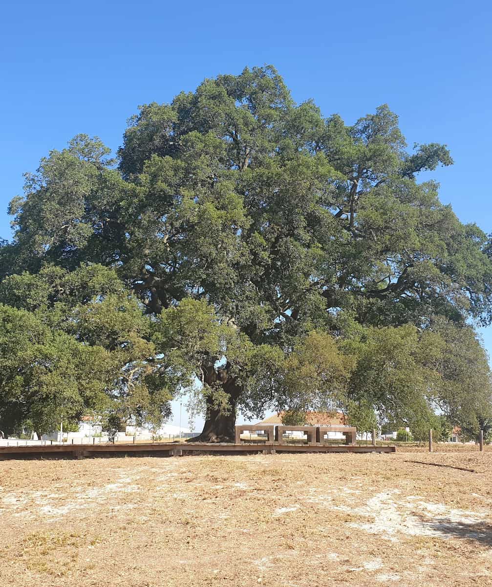 Cork Oak Forests Tarifa