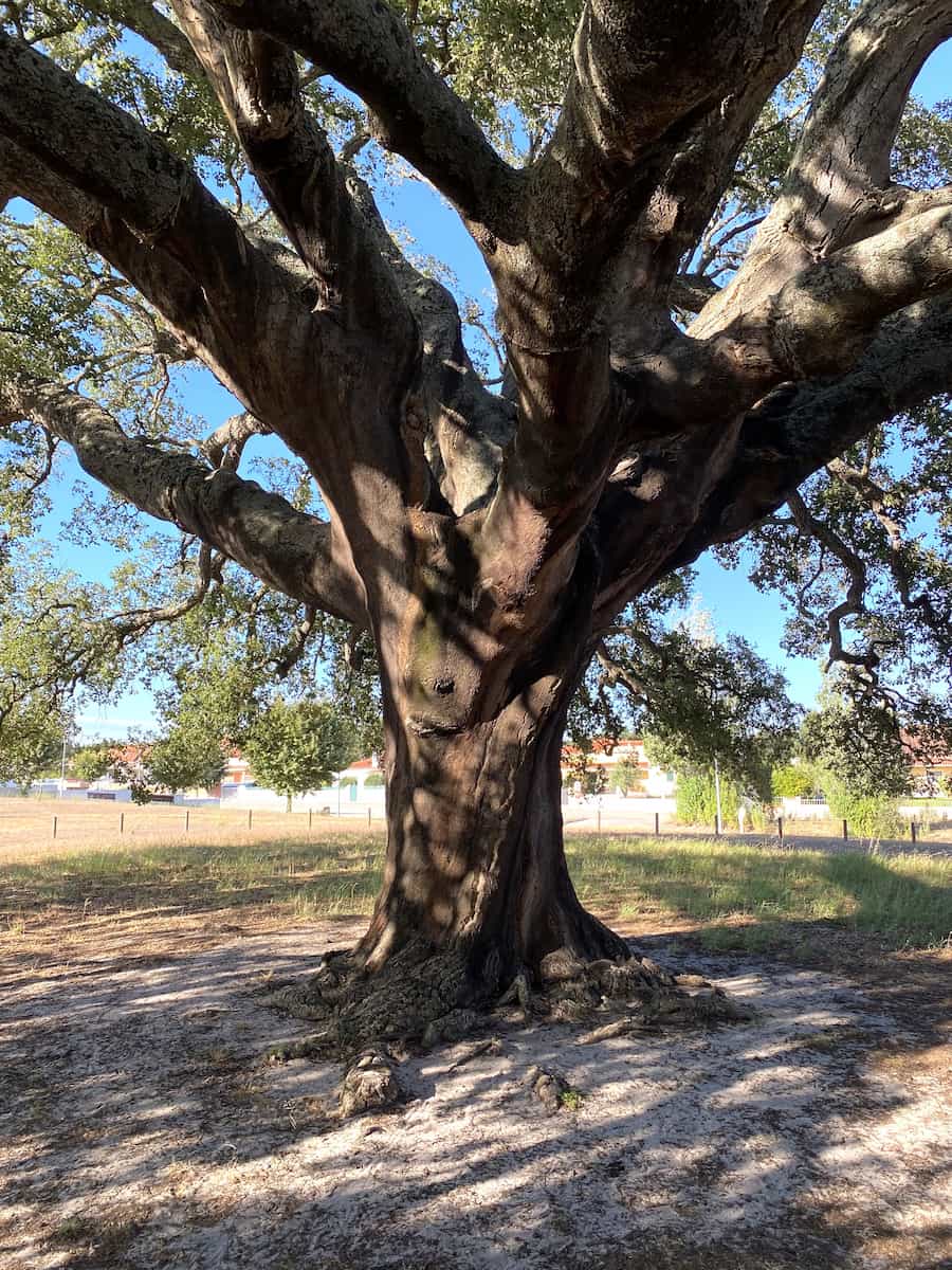 Cork Oak Forests Tarifa