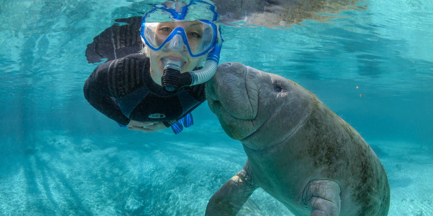 Crystal River Manatee Swim, Florida