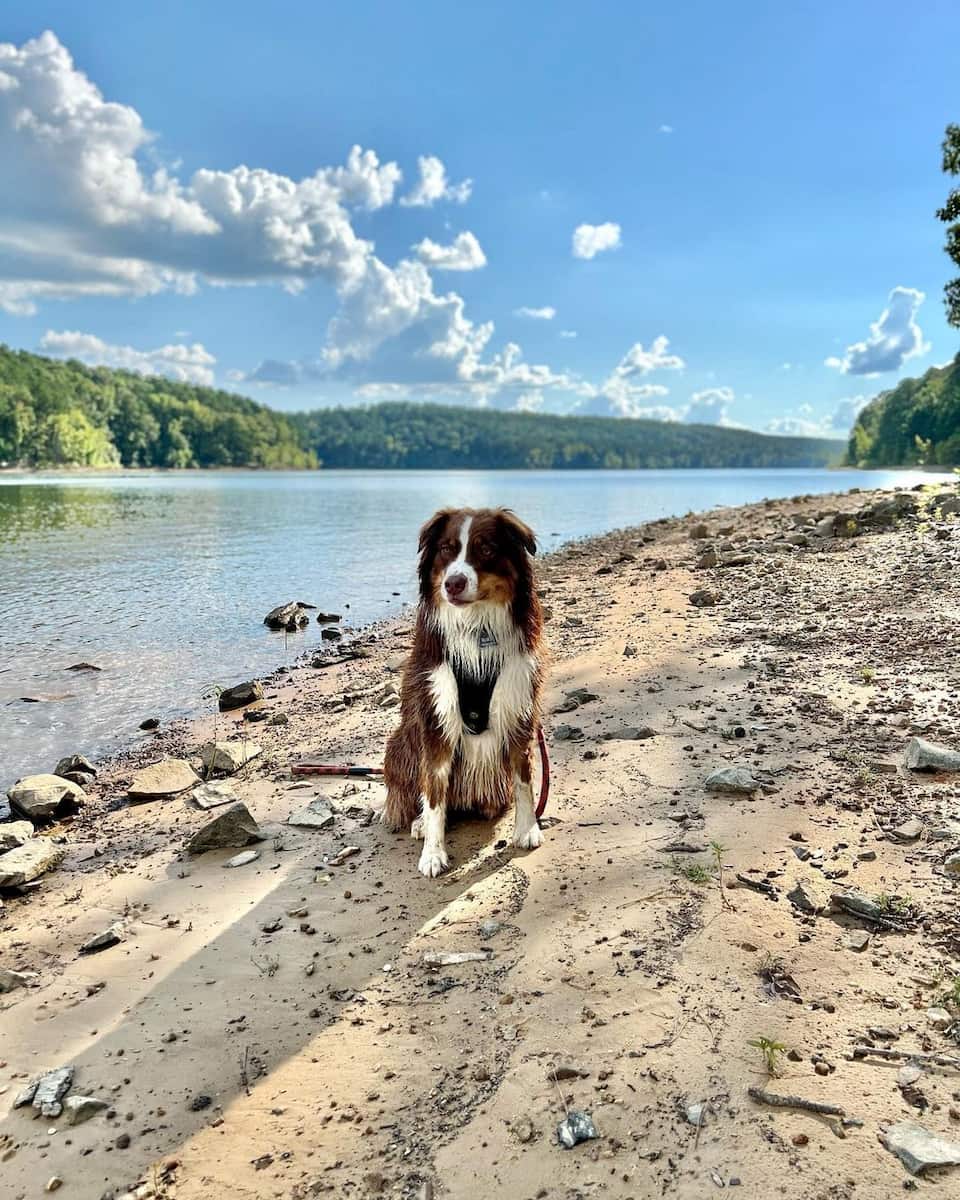 Daisy State Park and Lake Greeson