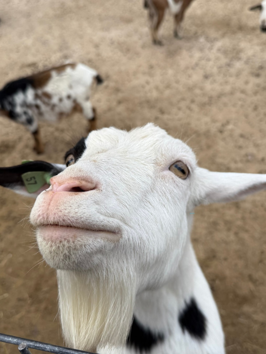 Deanna Rose Children’s Farmstead, Kansas City