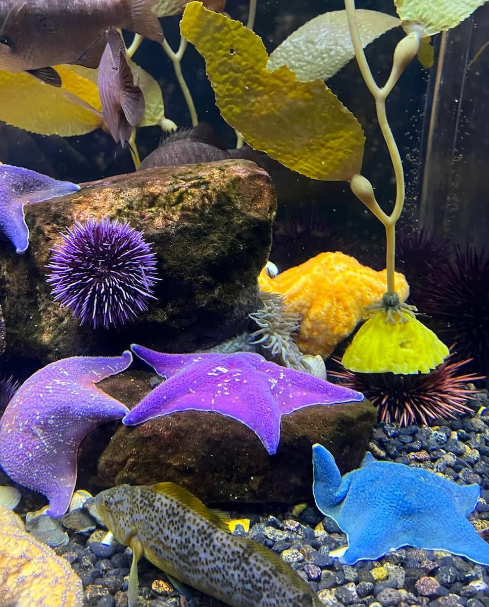 Denver Aquarium, Colorado