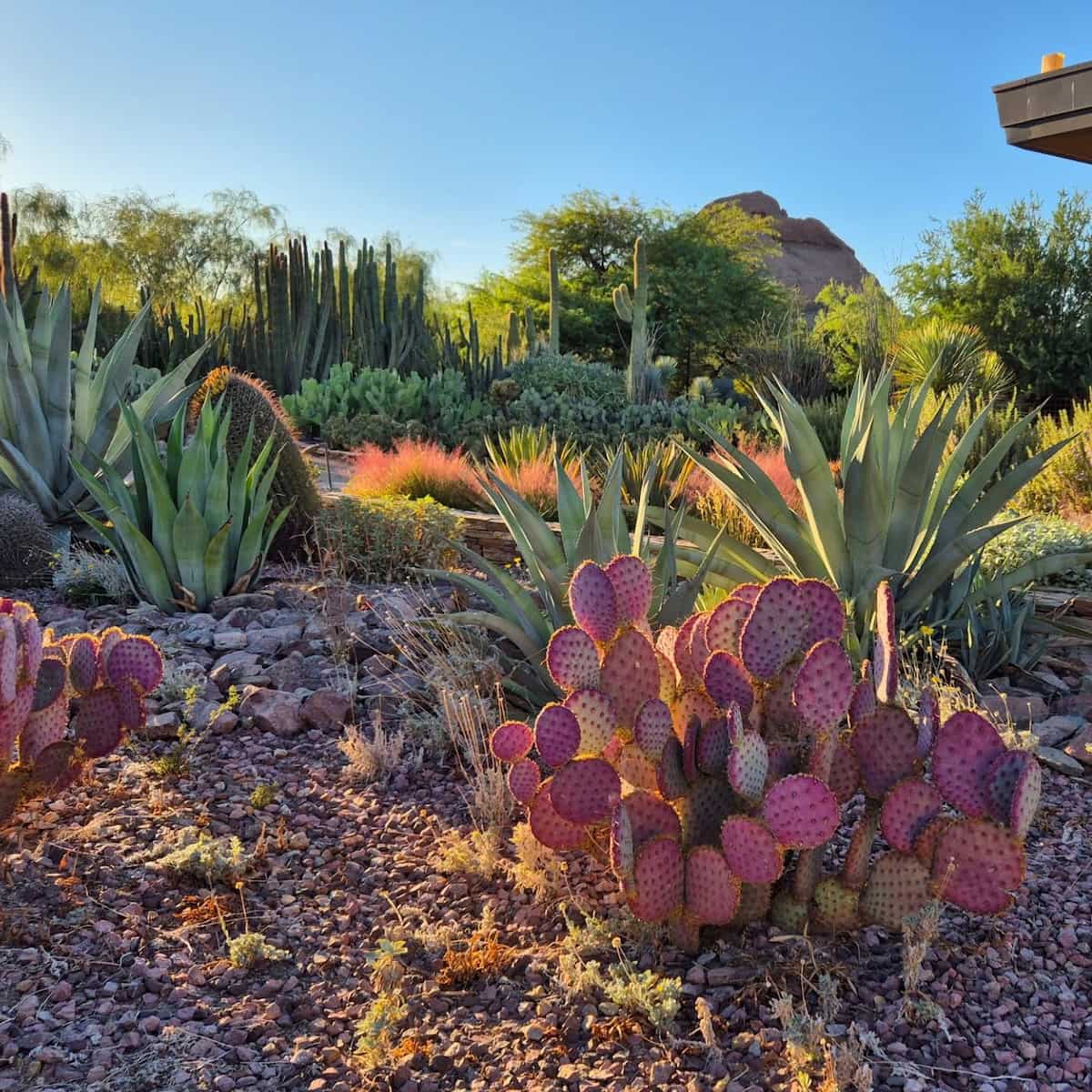 Desert Botanical Garden, Arizona