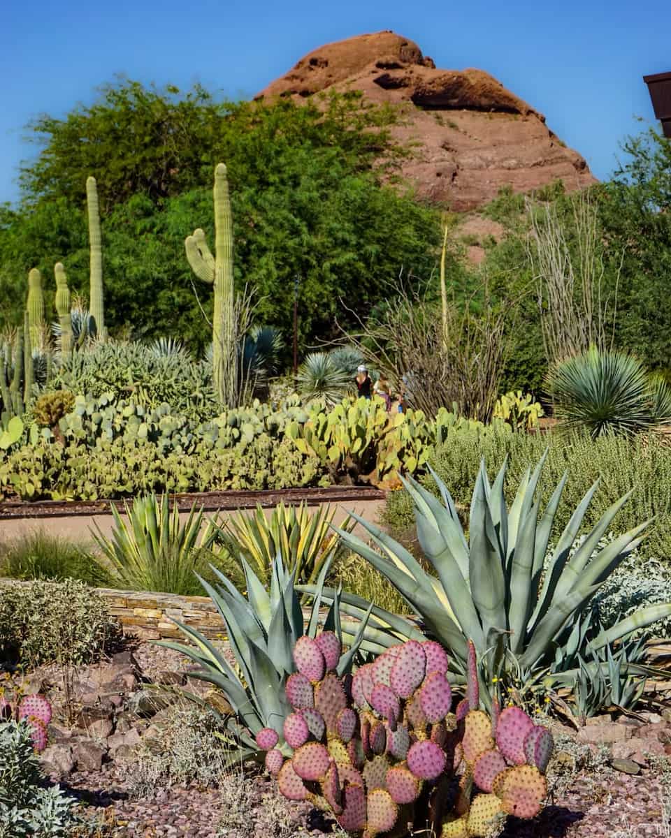 Desert Botanical Garden, Arizona