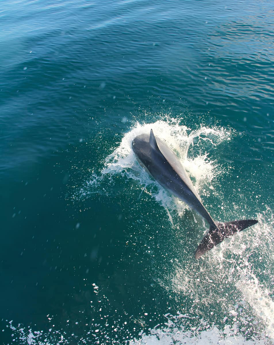Destin Dolphin Cruise