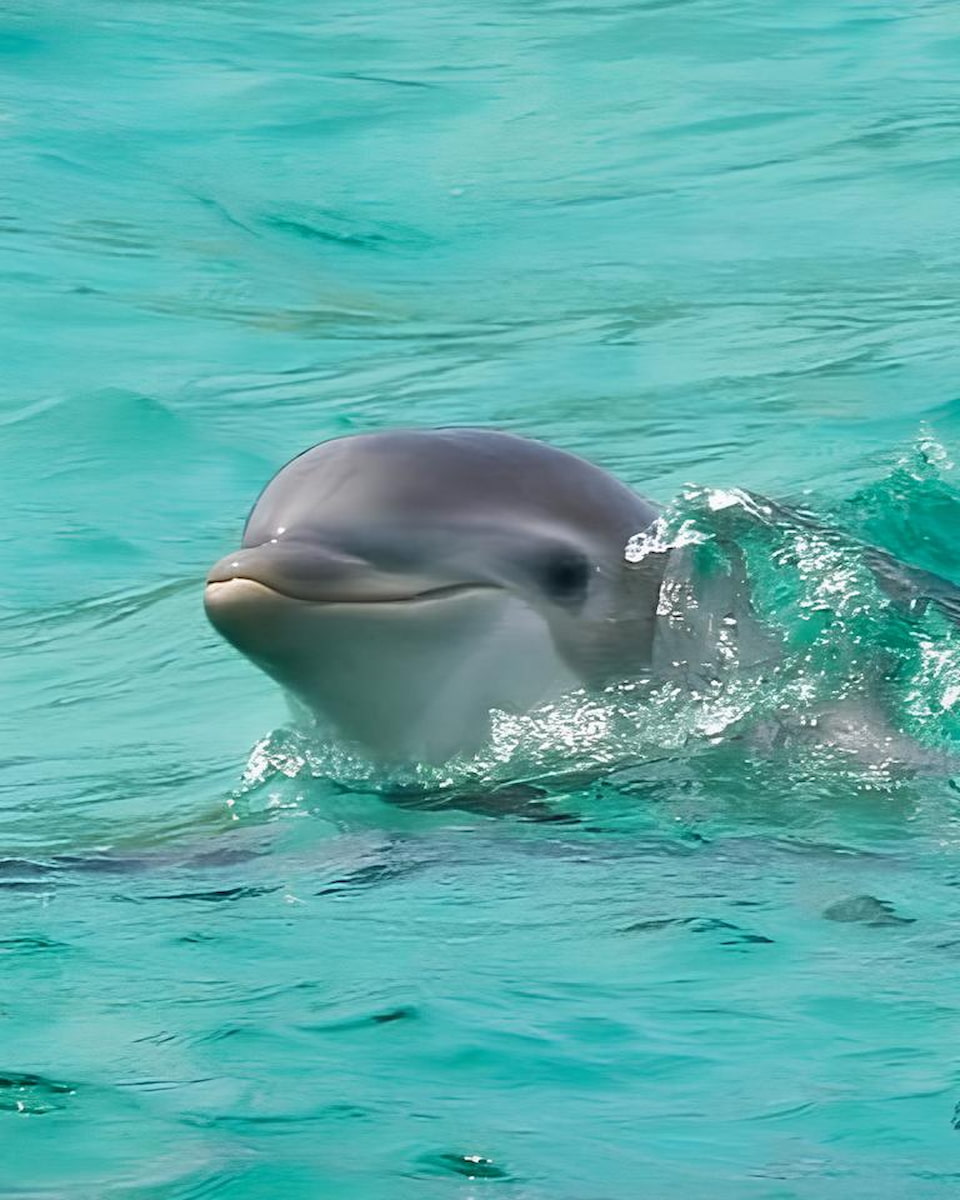 Destin Dolphin Cruise