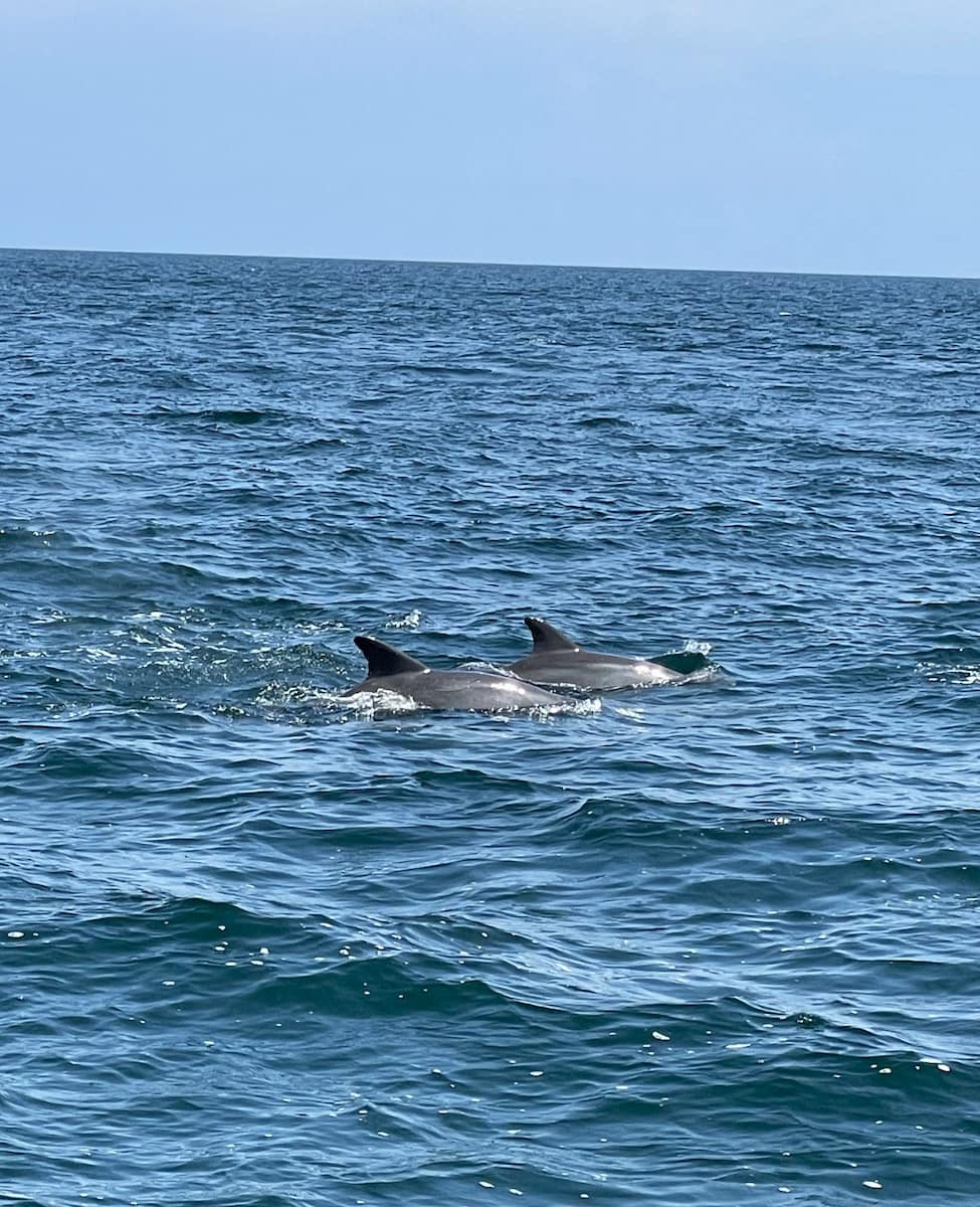 Destin Dolphin Cruise