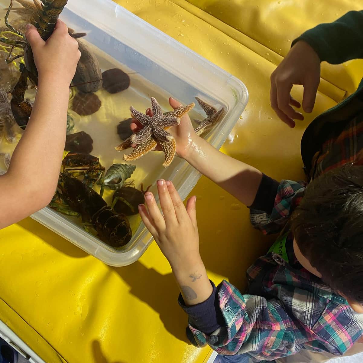 Diver Ed’s Dive-In Theatre, Bar Harbor