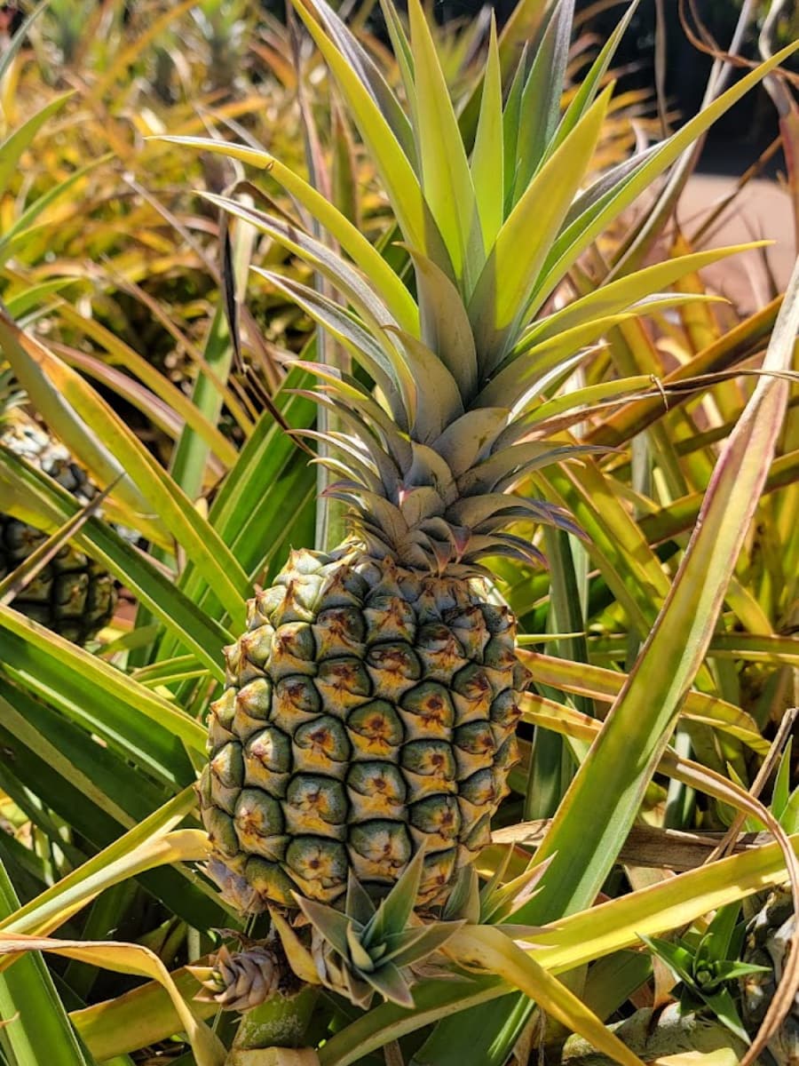 Dole Plantation, Hawaii