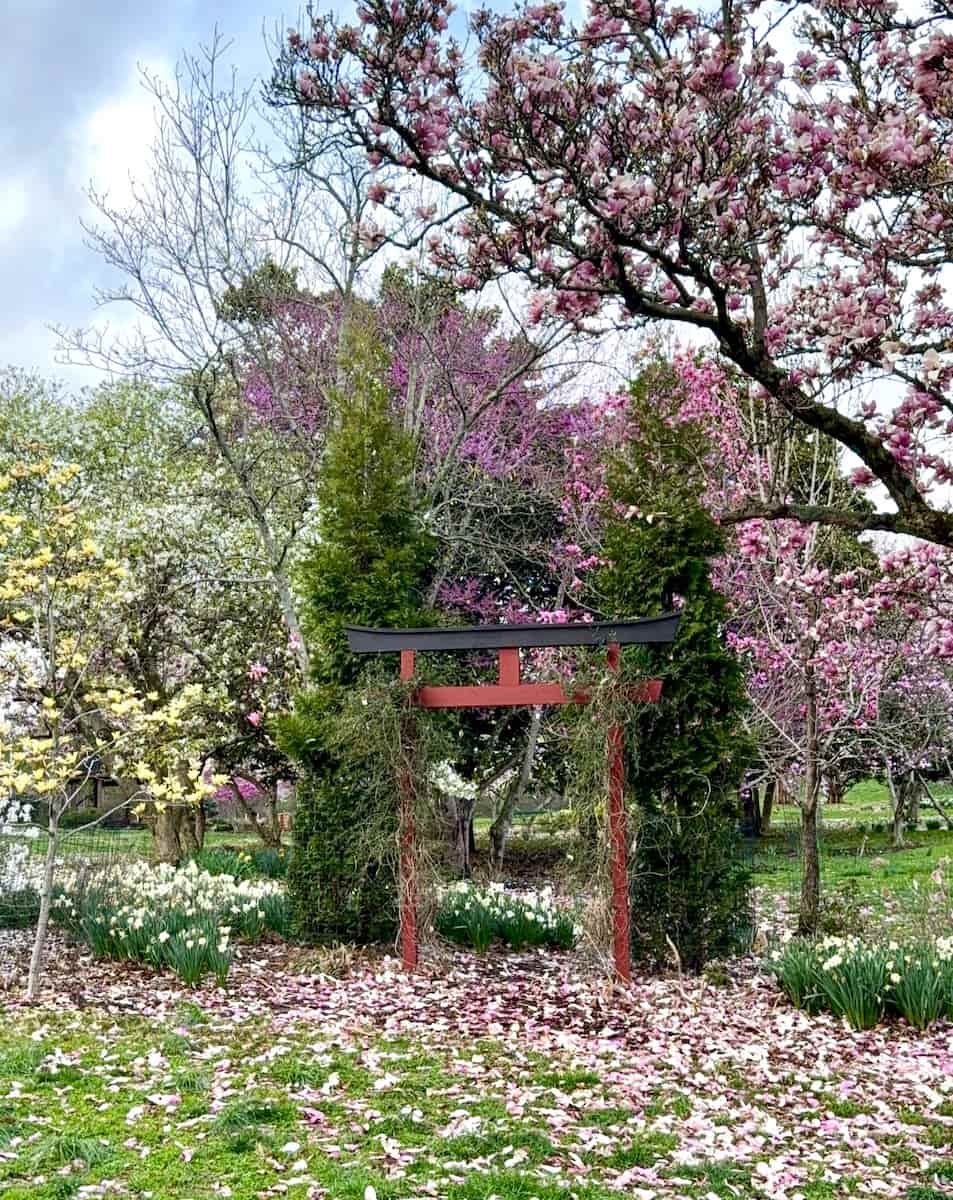 Eden Park Magnolia Garden, Cincinnati