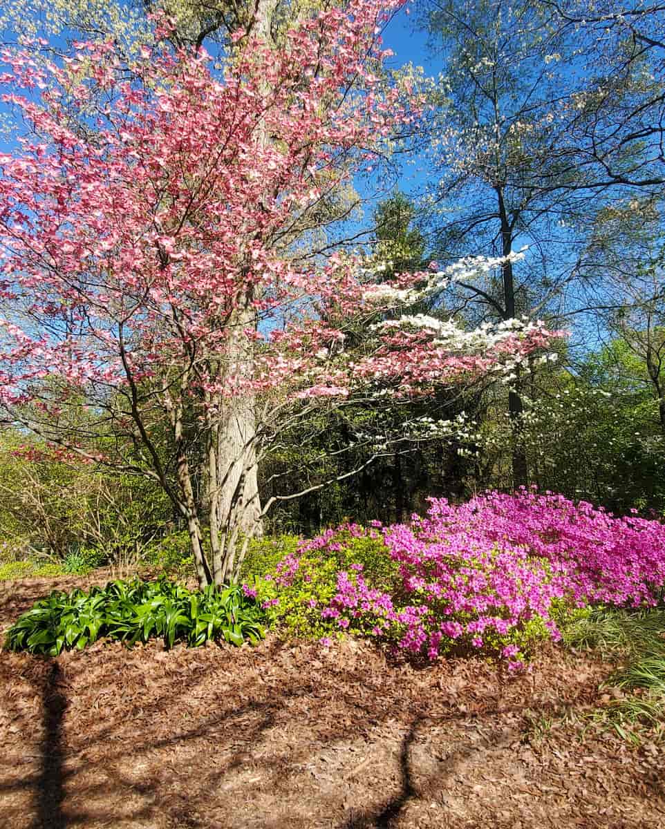 Eden Park Magnolia Garden, Cincinnati