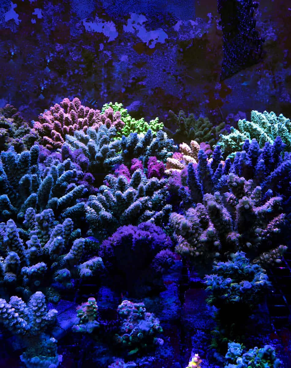 Emerald Coast Artificial Reefs, FL