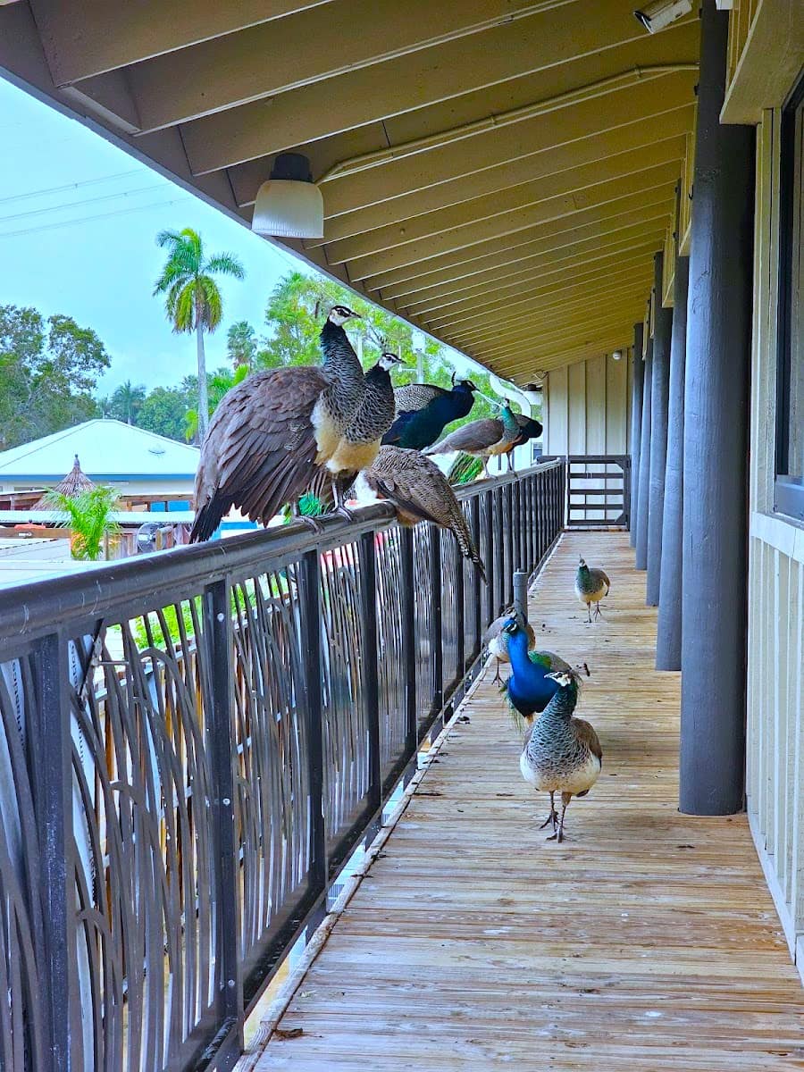 Everglades National Park, Miami